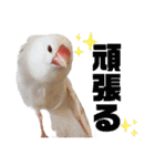 毎日使える？！文鳥実写スタンプ☁*°（個別スタンプ：28）