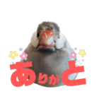 毎日使える？！文鳥実写スタンプ☁*°（個別スタンプ：29）
