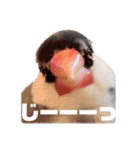 毎日使える？！文鳥実写スタンプ☁*°（個別スタンプ：30）