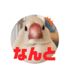 毎日使える？！文鳥実写スタンプ☁*°（個別スタンプ：32）