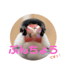 毎日使える？！文鳥実写スタンプ☁*°（個別スタンプ：34）