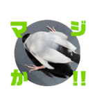 毎日使える？！文鳥実写スタンプ☁*°（個別スタンプ：35）