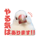 毎日使える？！文鳥実写スタンプ☁*°（個別スタンプ：36）