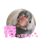 毎日使える？！文鳥実写スタンプ☁*°（個別スタンプ：37）