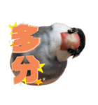 毎日使える？！文鳥実写スタンプ☁*°（個別スタンプ：38）