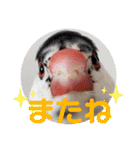 毎日使える？！文鳥実写スタンプ☁*°（個別スタンプ：39）