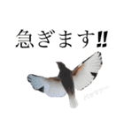 毎日使える？！文鳥実写スタンプ☁*°（個別スタンプ：40）