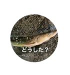 fishingスタンプ20（個別スタンプ：5）