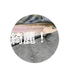 fishingスタンプ20（個別スタンプ：15）