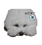 cocon日和4（個別スタンプ：1）