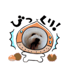 cocon日和4（個別スタンプ：11）