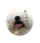 cocon日和4（個別スタンプ：21）
