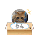 ネコチャコ パート2（個別スタンプ：10）