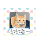 ネコチャコ パート2（個別スタンプ：18）