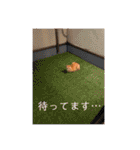 ネコチャコ パート2（個別スタンプ：20）