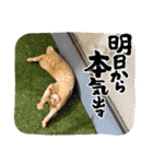 ネコチャコ パート2（個別スタンプ：23）