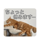 ネコチャコ パート2（個別スタンプ：24）