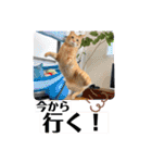 ネコチャコ パート2（個別スタンプ：28）