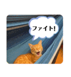 ネコチャコ パート2（個別スタンプ：32）