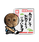 ネコチャコ パート2（個別スタンプ：34）