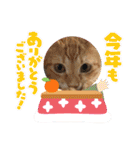 ネコチャコ パート2（個別スタンプ：36）