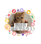 ネコチャコ パート2（個別スタンプ：37）