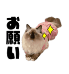 ラグドール みーちゃん その2（個別スタンプ：3）