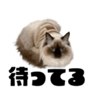ラグドール みーちゃん その2（個別スタンプ：4）