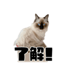 ラグドール みーちゃん その2（個別スタンプ：5）