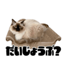 ラグドール みーちゃん その2（個別スタンプ：13）