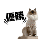 ラグドール みーちゃん その2（個別スタンプ：14）