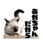 ラグドール みーちゃん その2（個別スタンプ：20）