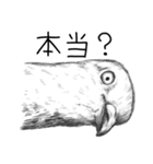 圧が強めの鳥たち（個別スタンプ：9）