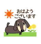 使いやすい ダックスフンド 犬好きな方 夏（個別スタンプ：1）