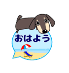 使いやすい ダックスフンド 犬好きな方 夏（個別スタンプ：2）