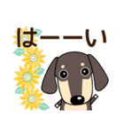 使いやすい ダックスフンド 犬好きな方 夏（個別スタンプ：10）