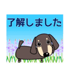 使いやすい ダックスフンド 犬好きな方 夏（個別スタンプ：12）