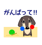 使いやすい ダックスフンド 犬好きな方 夏（個別スタンプ：17）