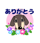 使いやすい ダックスフンド 犬好きな方 夏（個別スタンプ：23）