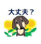 使いやすい ダックスフンド 犬好きな方 夏（個別スタンプ：30）