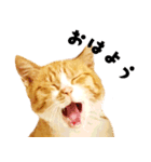 ちゃちゃまる 猫スタンプ（個別スタンプ：1）