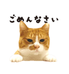 ちゃちゃまる 猫スタンプ（個別スタンプ：3）