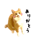 ちゃちゃまる 猫スタンプ（個別スタンプ：5）