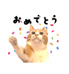 ちゃちゃまる 猫スタンプ（個別スタンプ：6）
