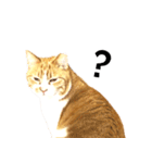 ちゃちゃまる 猫スタンプ（個別スタンプ：8）