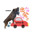 #MARLEY ver.3（個別スタンプ：3）