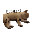 こむぎのいる生活1（個別スタンプ：8）