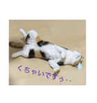 コハクムギの日常3（個別スタンプ：1）