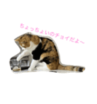 コハクムギの日常3（個別スタンプ：3）