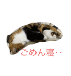 コハクムギの日常3（個別スタンプ：6）